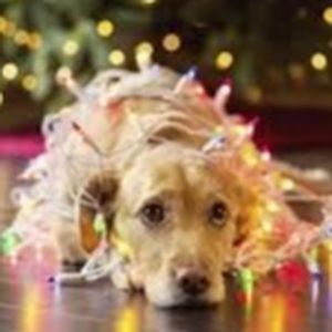 Meet your Posher, Claire